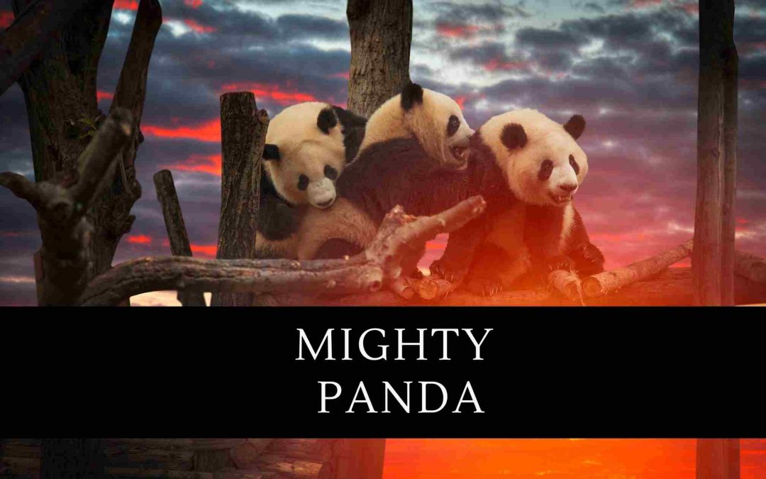 The true story of the “Mighty Panda”
